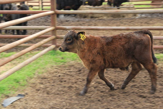 Steer #13