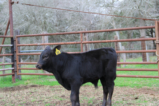 Steer #20