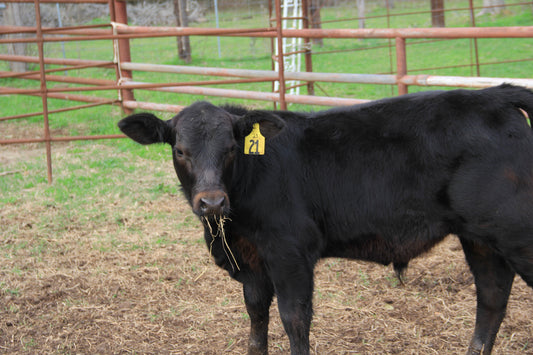 Steer #21