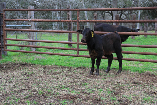 Steer #9