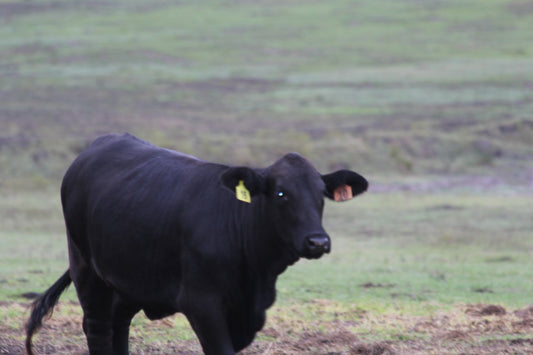 BRANGUS BEEF CATTLE